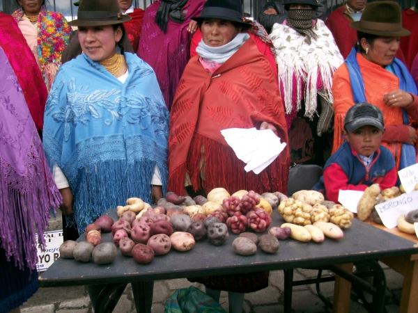 APAHUA CINCO